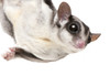Sugar glider hanging from above