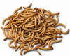 Pile of Giant Mealworms
