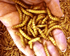 Giant mealworms in the palm of a hand to show size reference