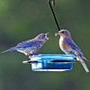 Bluebirds eating dried mealworms