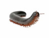 Cute dark millipede 