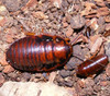 Sub Adult with small Orange Head roach