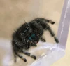 Cute baby Bold Jumping Spider