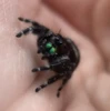 Bold Jumping Spider in the hand