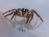 Pantropical Jumping Spider