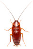 Red Runner or Turkistan Roach