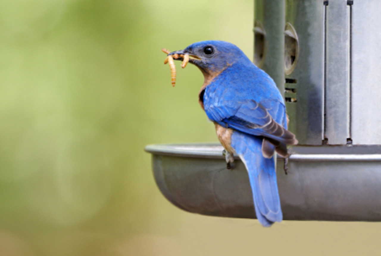 Nesting couples will eat hundreds and bring them to fledglings