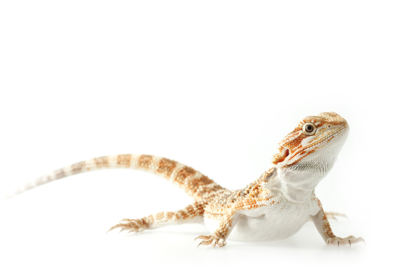 white bearded dragon baby