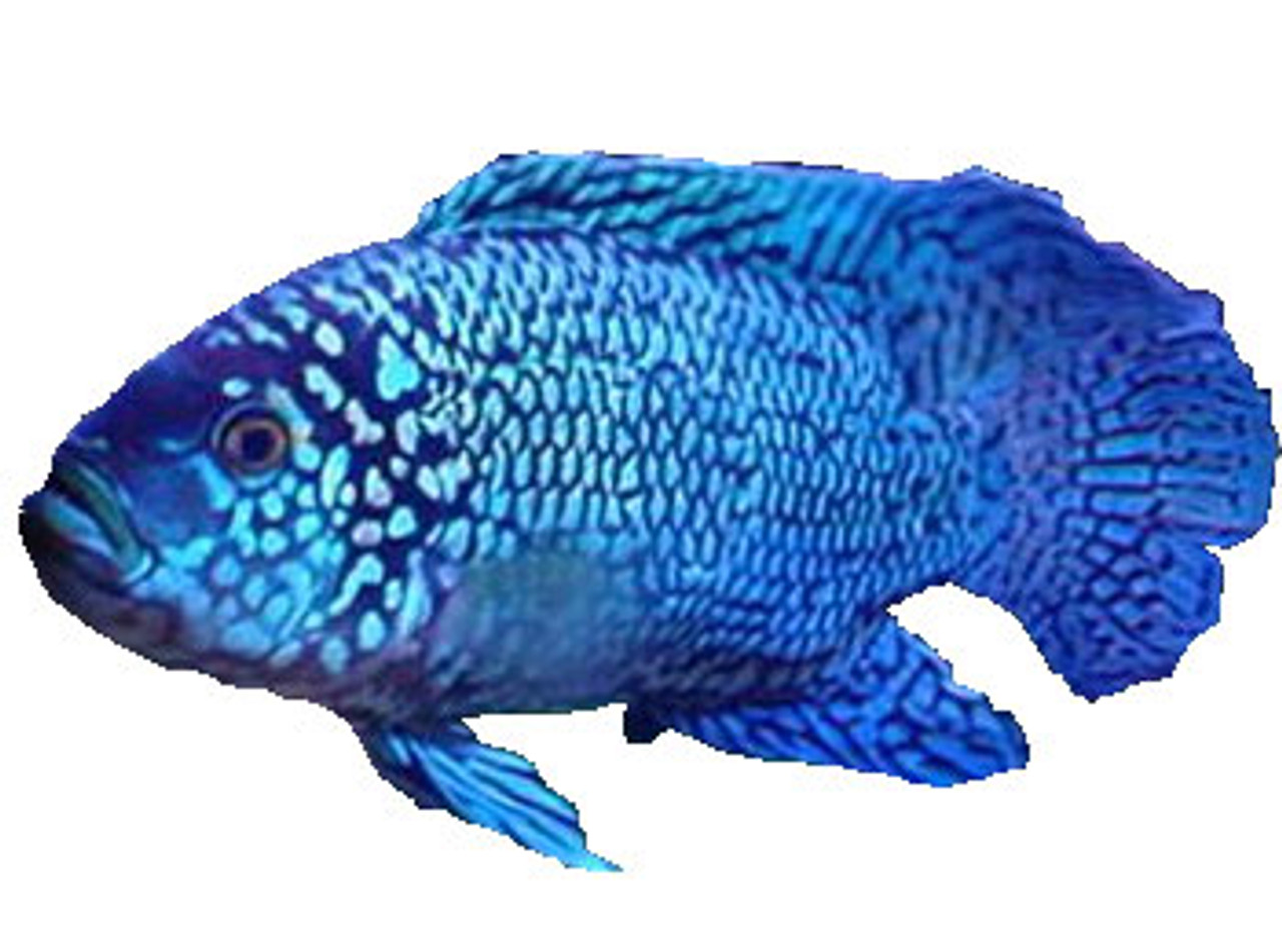 A very large blue Oscar fish