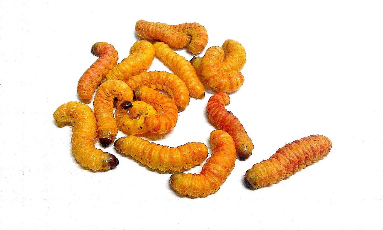 Butterworms:  beautiful color and fruity scent