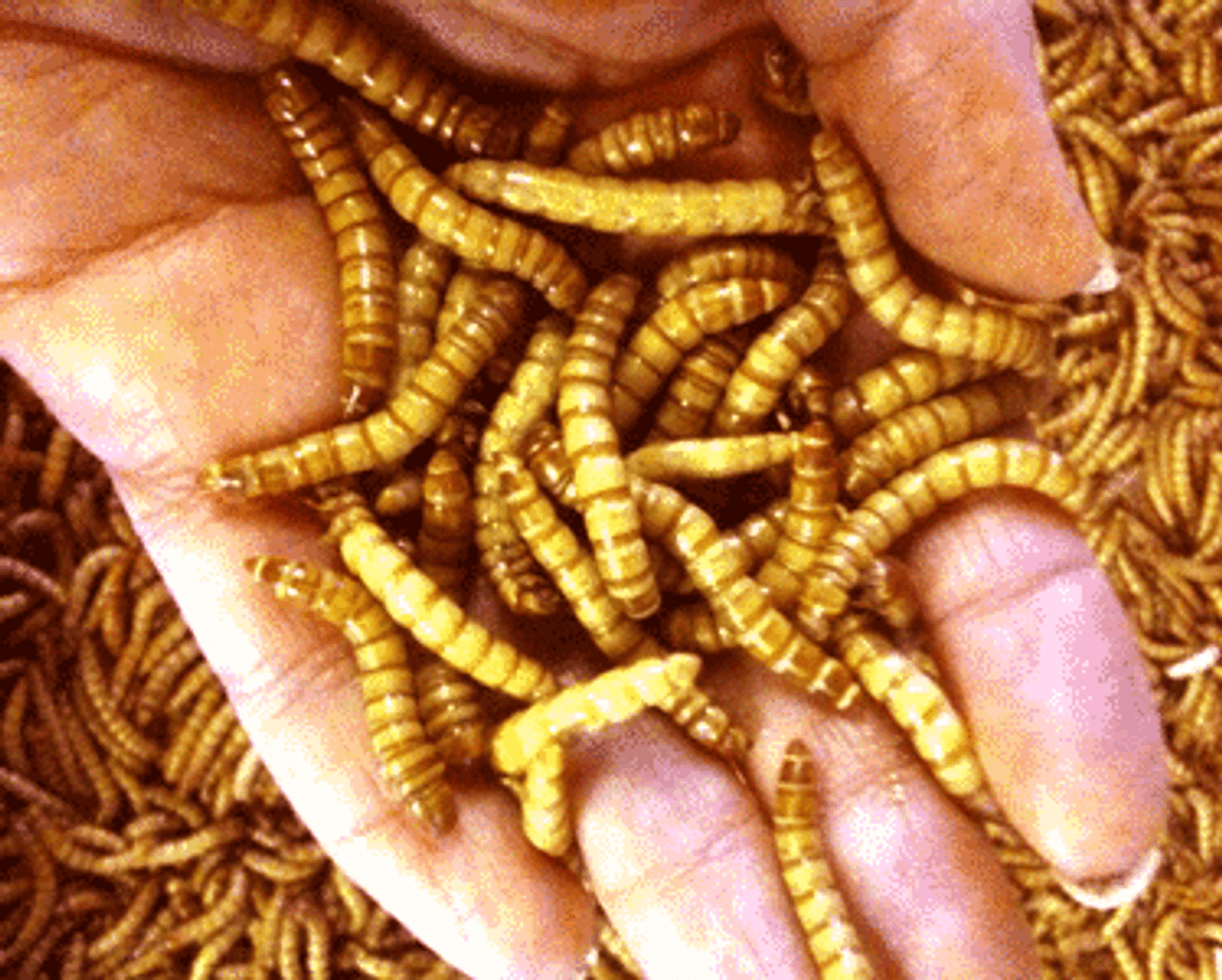 250 Giant Mealworms