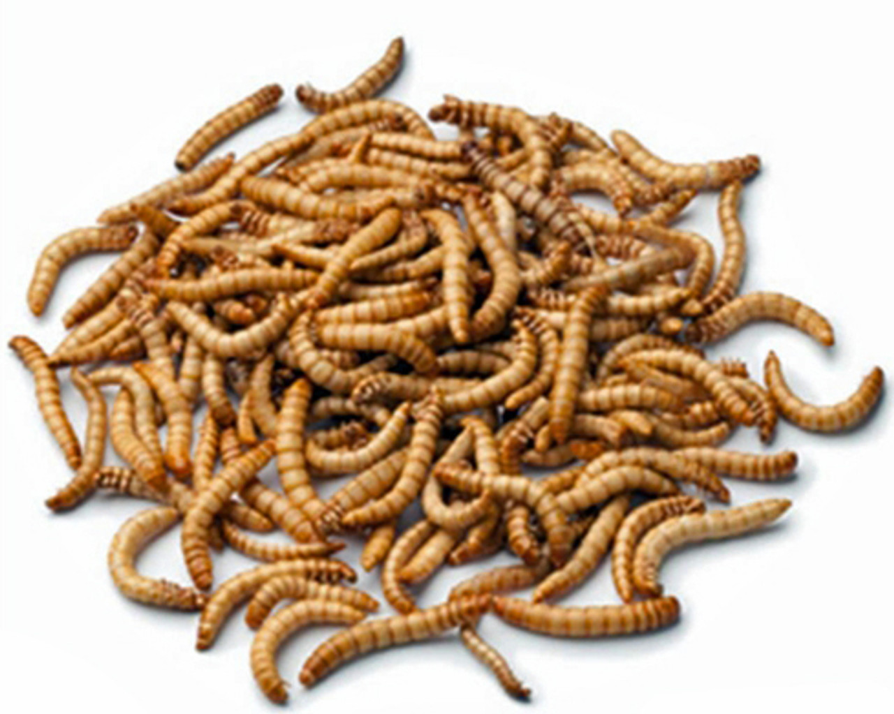 Drifting Giant Mealworms for Fishing - Rainbow Mealworms