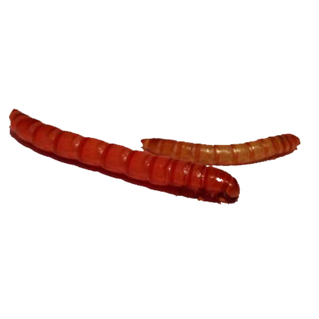 A small mealworm to the right (0.5") and a Red Giant mealworm to the left for size comparison