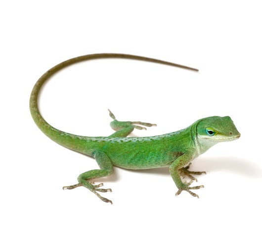 frozen feeder lizards