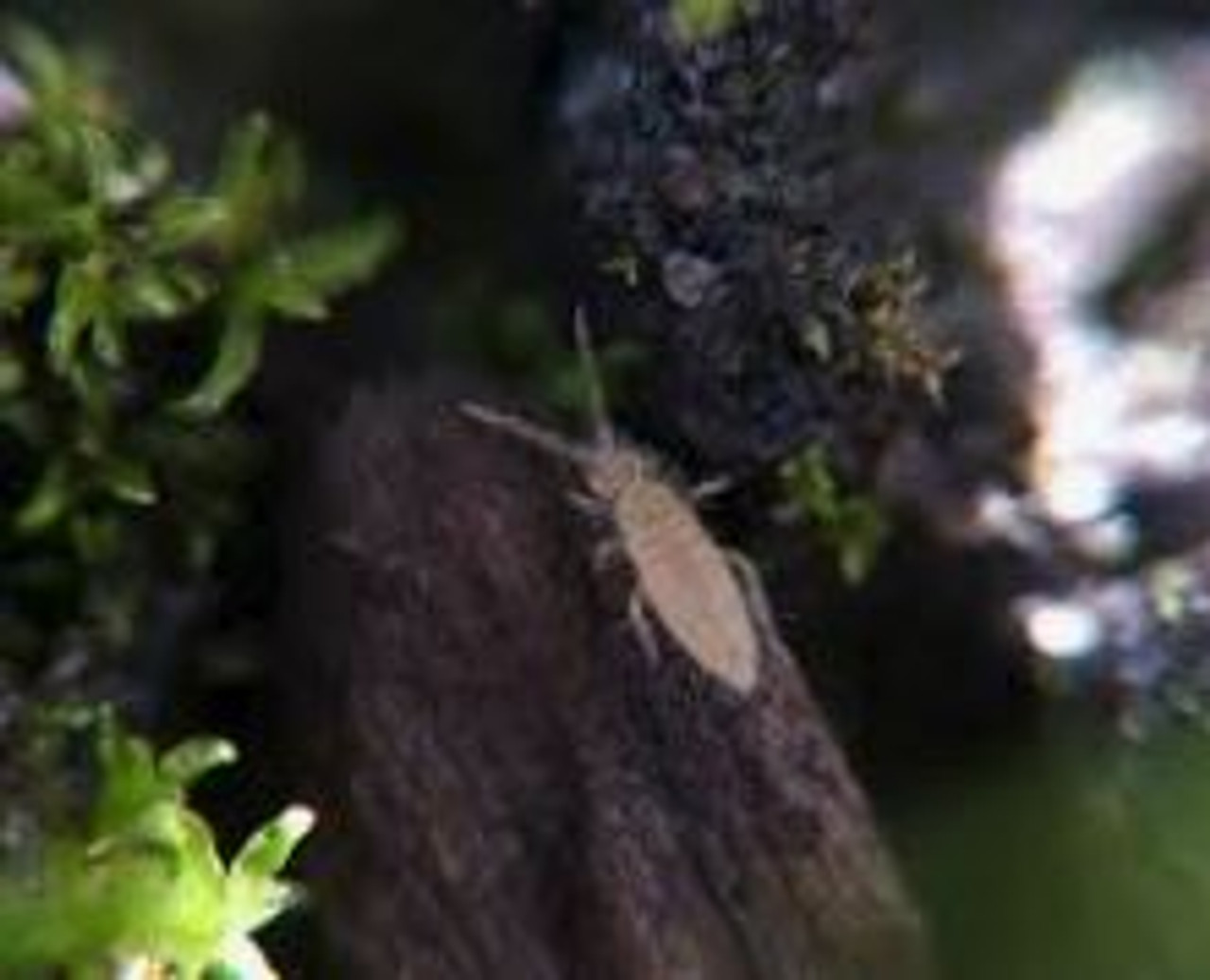 Tiny, tiny springtails 