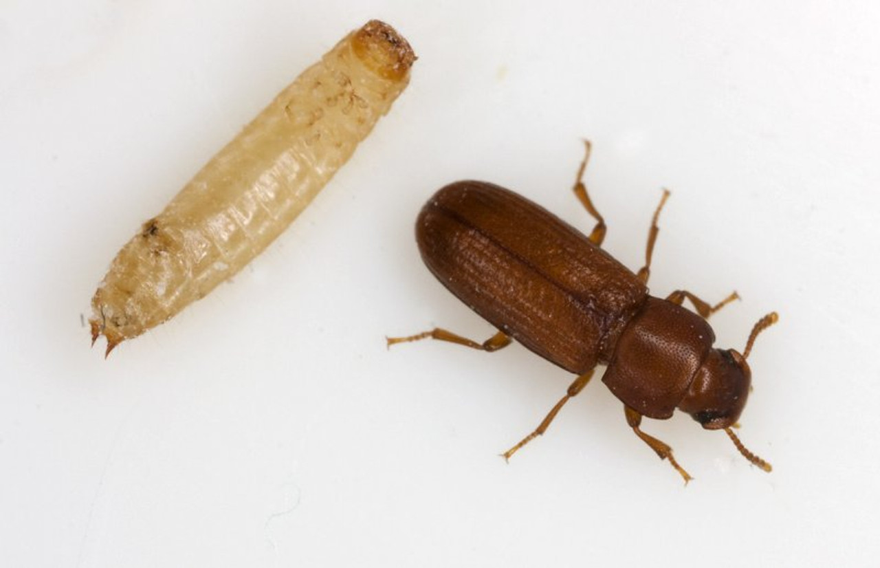 Beetle and larvae