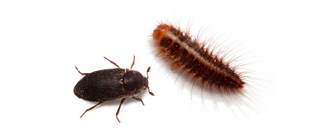 Larvae and adult beetle