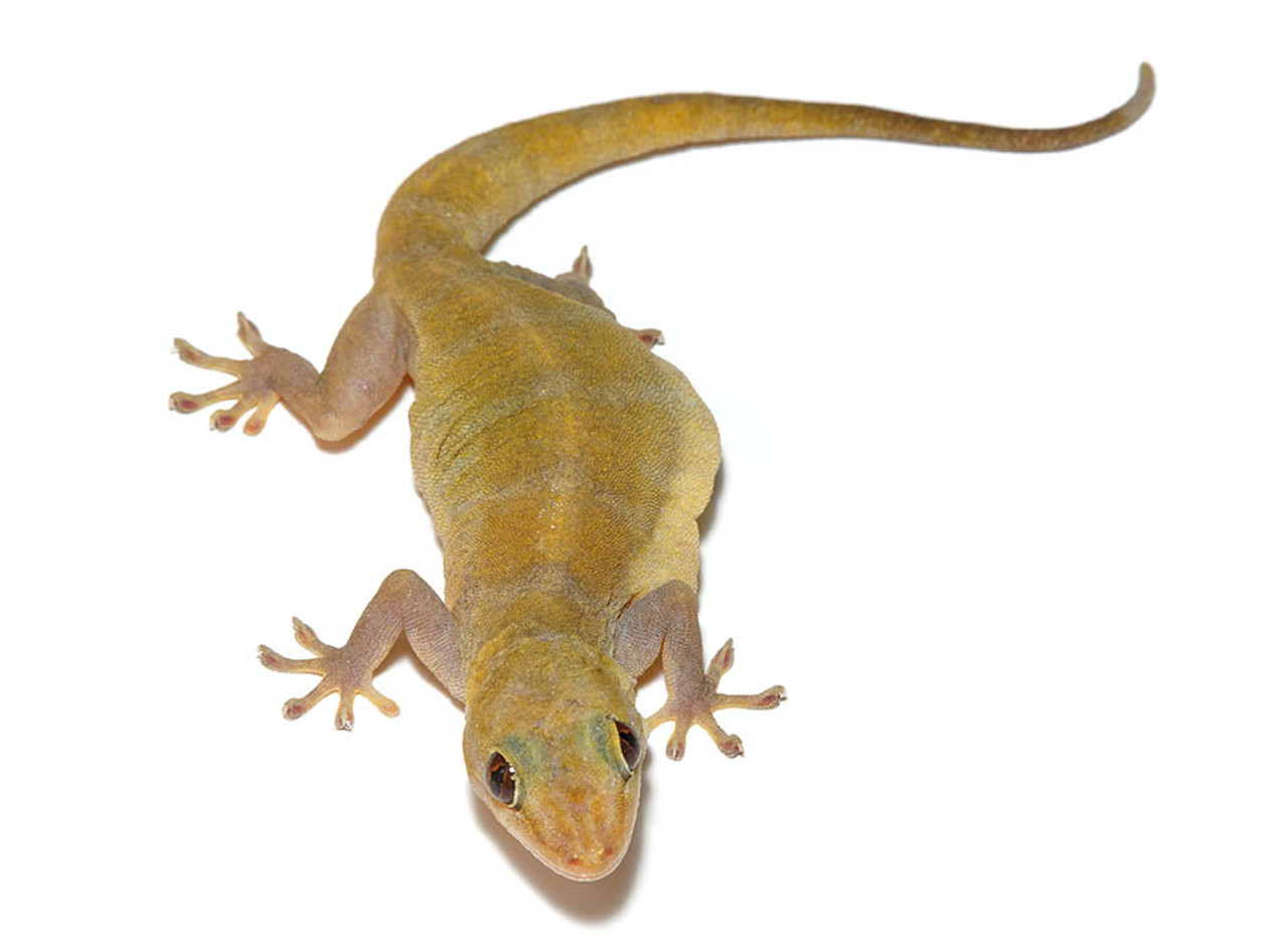 Golden gecko (Gekko ulikovskii)