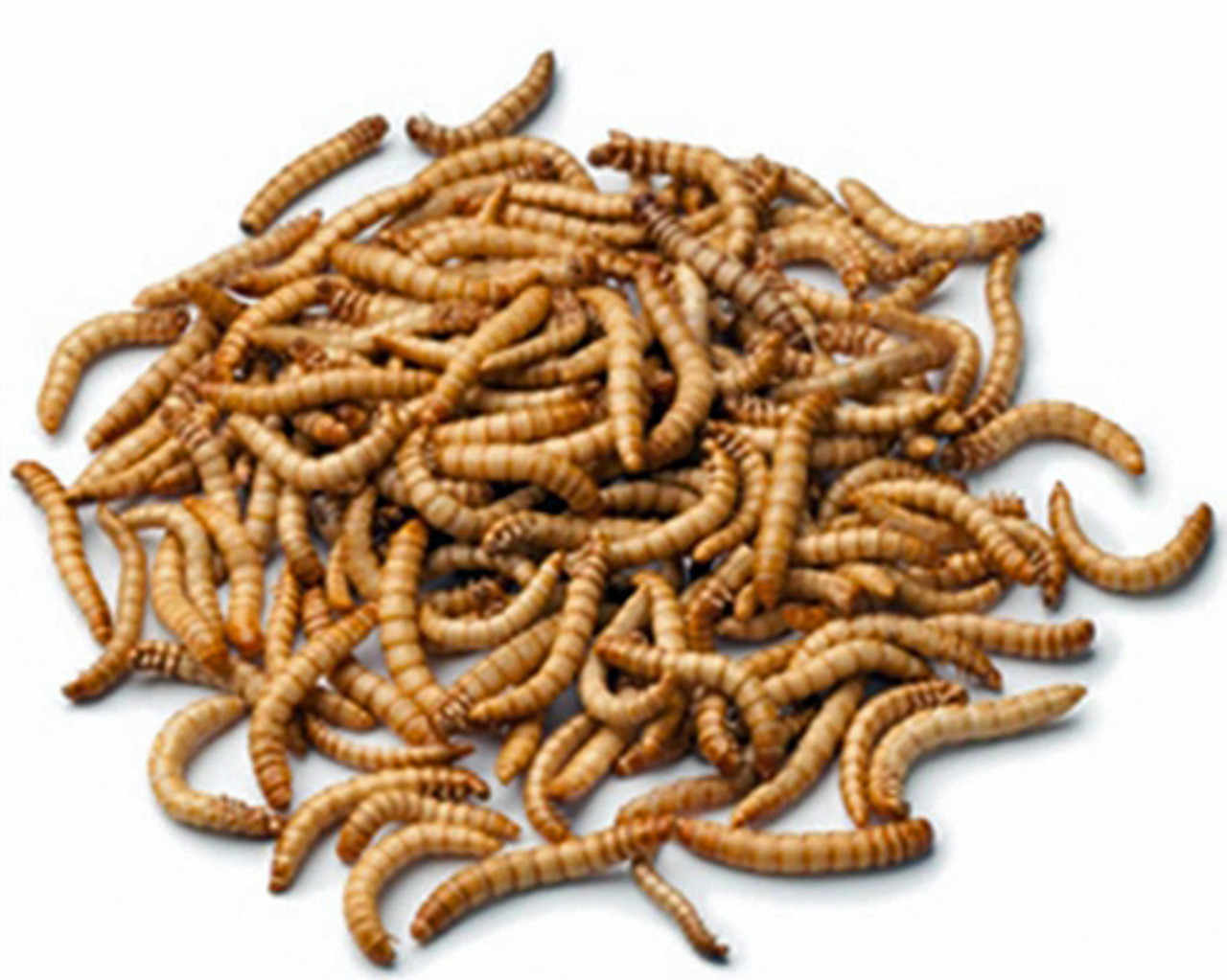 Giant mealworms in a pile