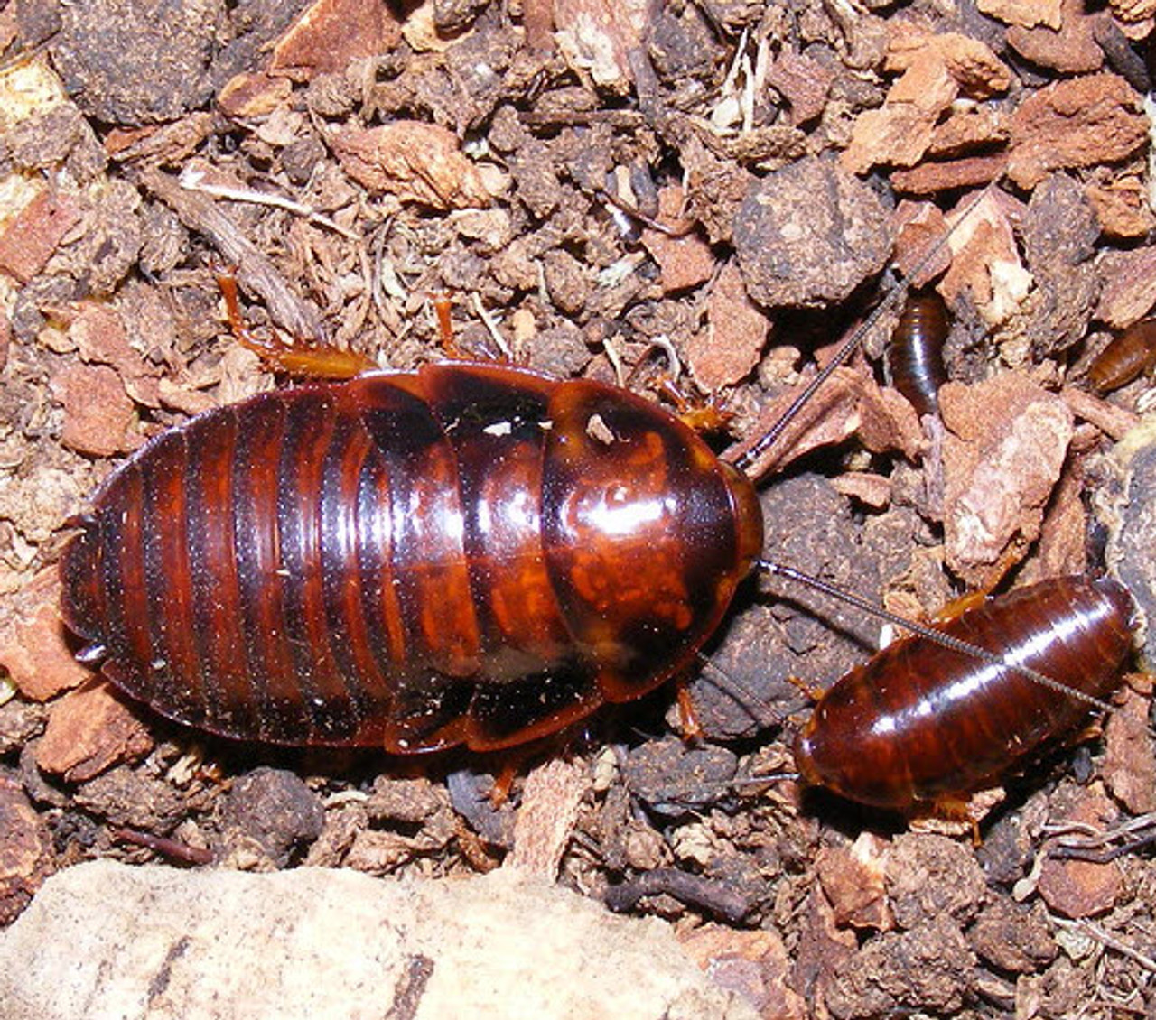 Sub Adult with small Orange Head roach