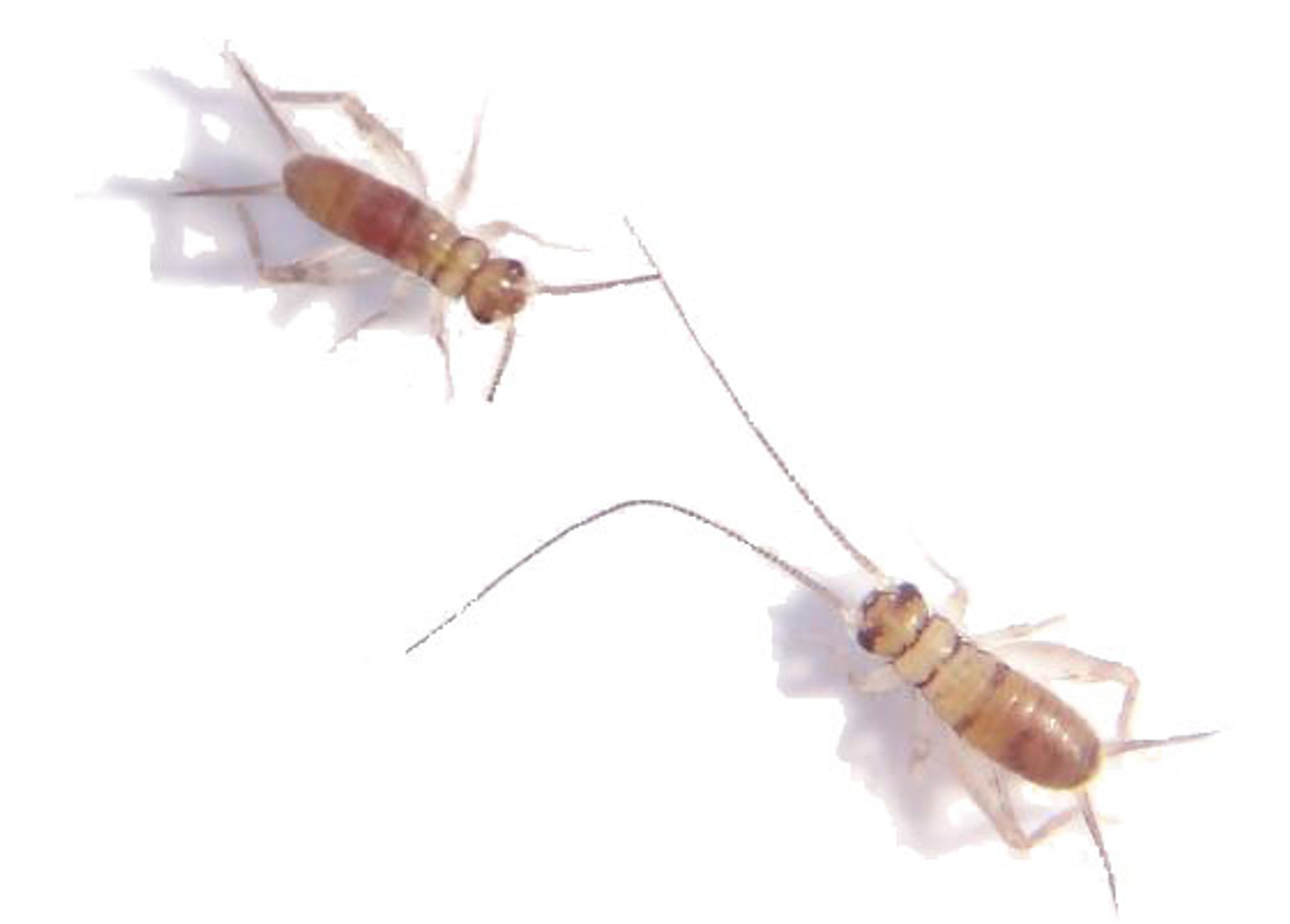 Pinheads: Shown are very tiny baby crickets!