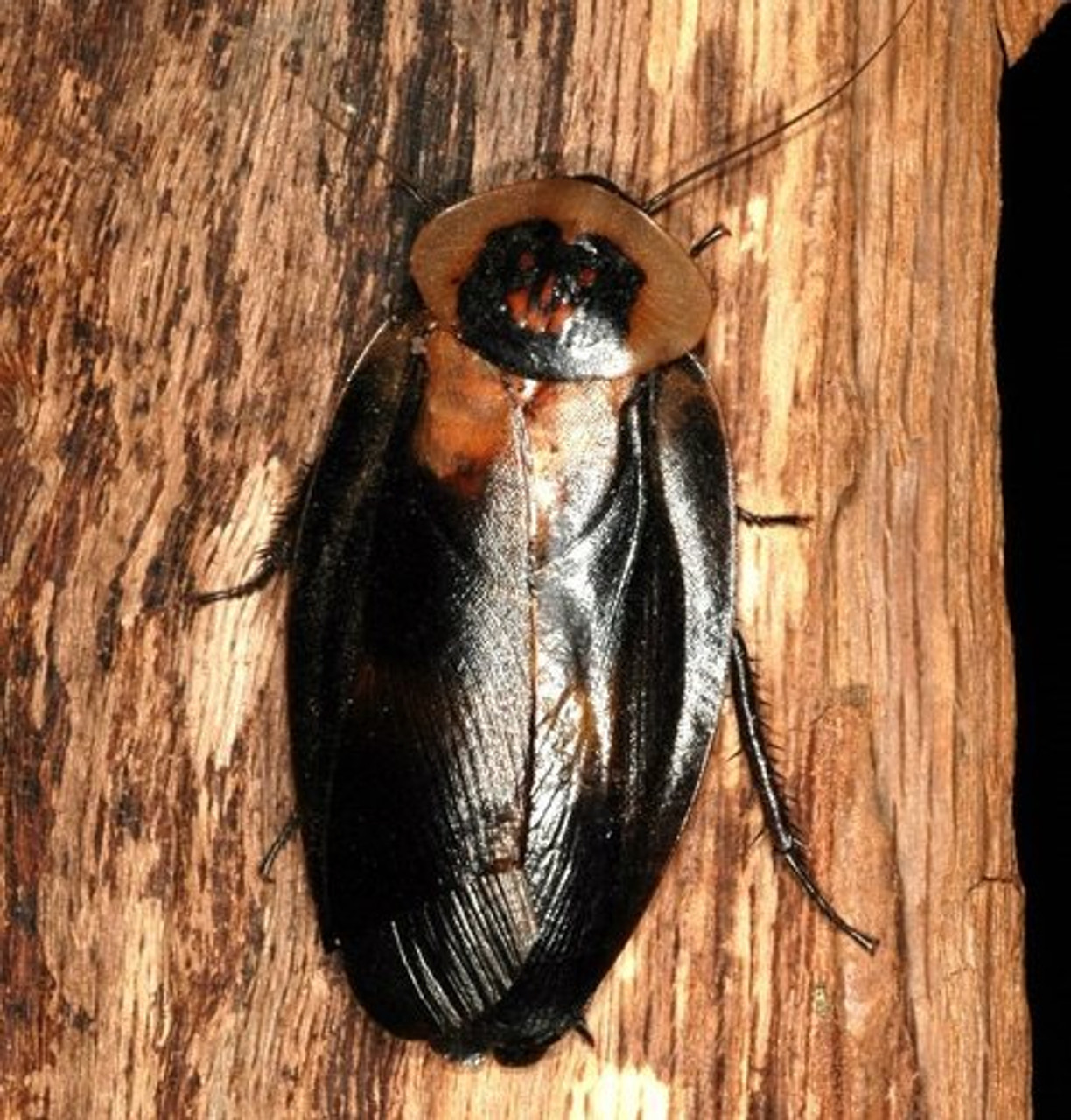 The adult Death Head Roach has a marking that looks like a  jack o' lantern's face on a black cat-shaped head