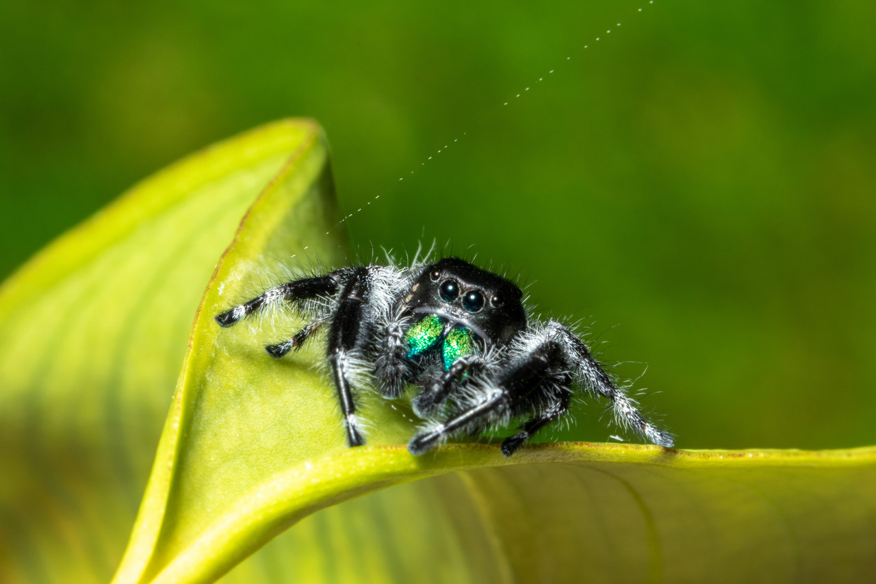 Male jumping spider on a leaf