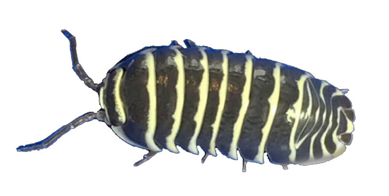 Yellow Zebra Isopods