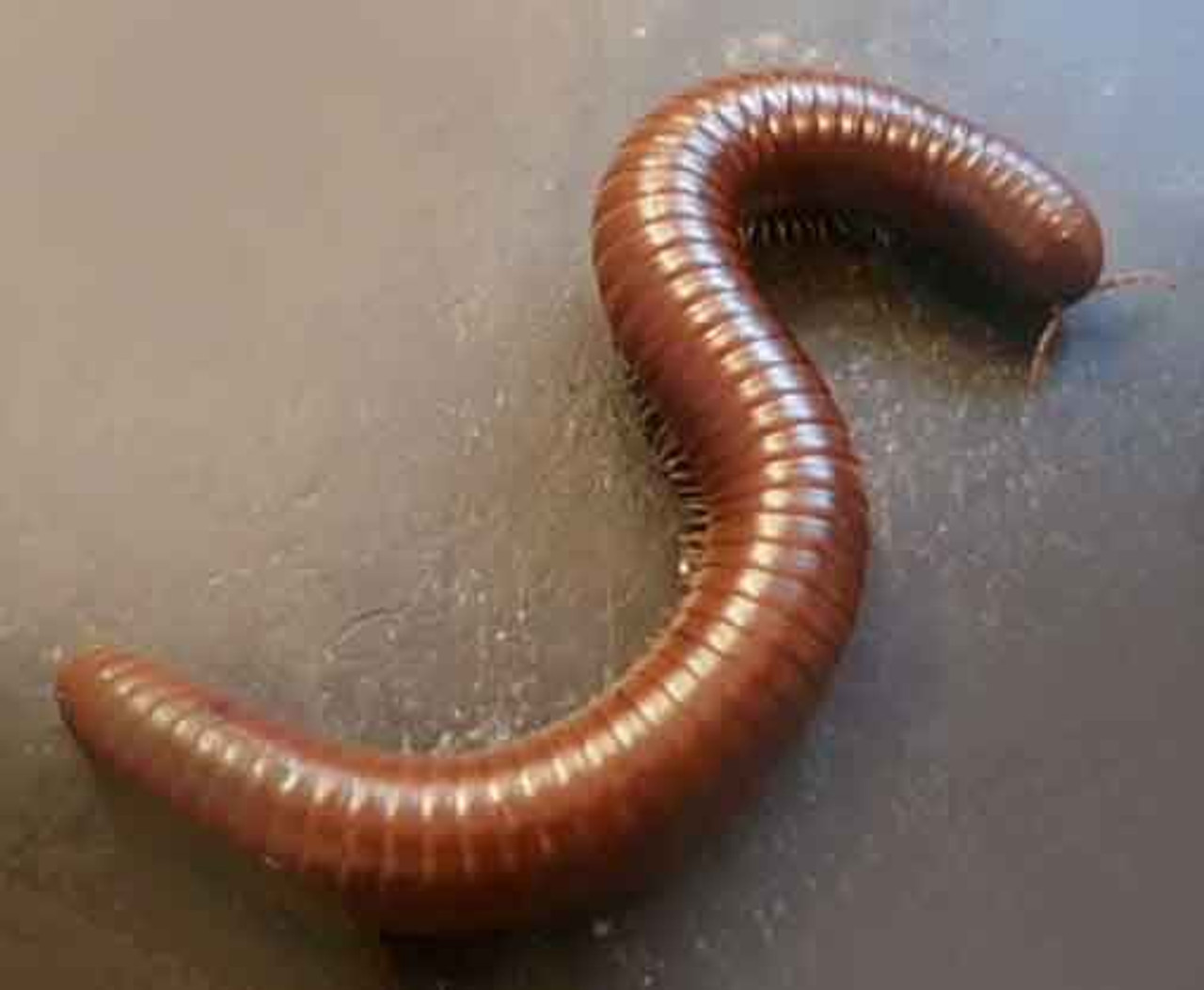 Chocolate Giant Millipede