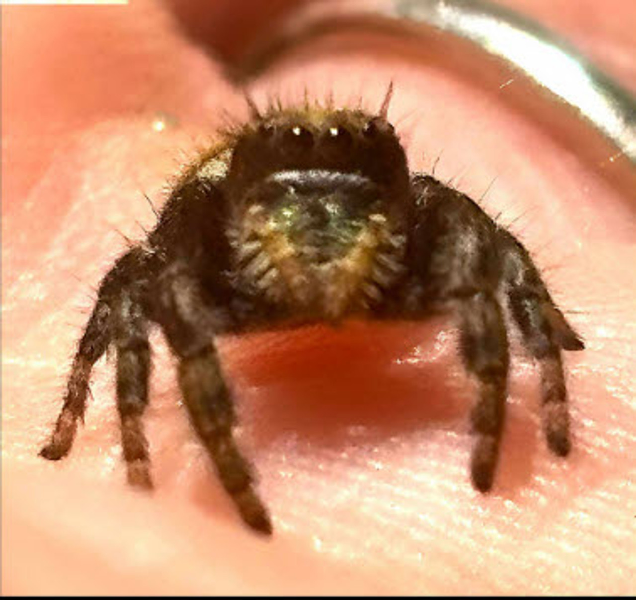 Cute female baby, actual photo of one of the females for sale