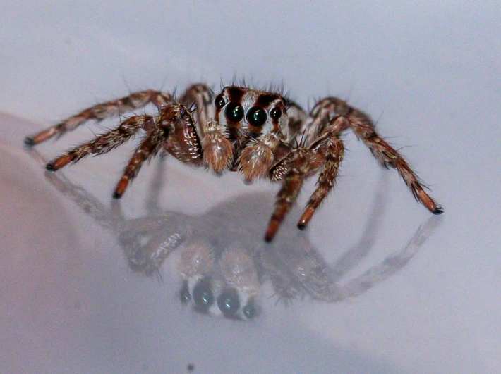 Pantropical Jumping Spider