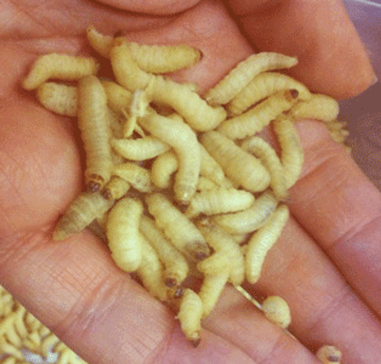 Photo of waxworms in a hand for size reference