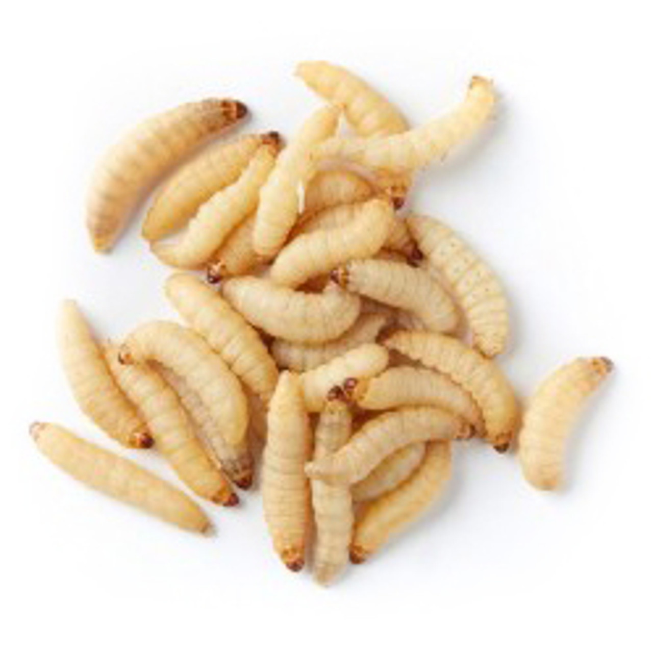 Waxworms