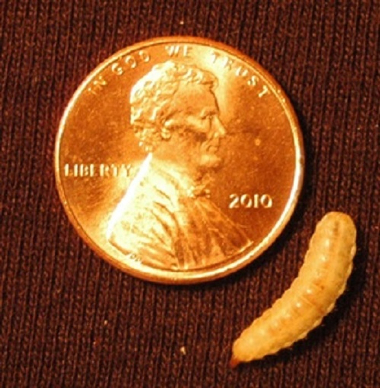Artificial Maggot-Worms galleggiava 10 pezzi vermi i vermi XXL 