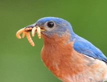 How to Use Mealworms to Attract Bluebirds to Your Home