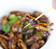 Why We Need To Eat Bugs Why We Need To Eat Bugs