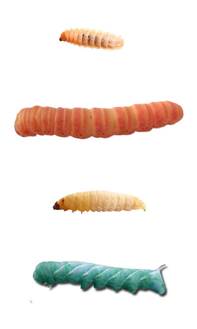 Mealworms for Sale - Bulk Live Wax Worms for Sale - Predator Foods