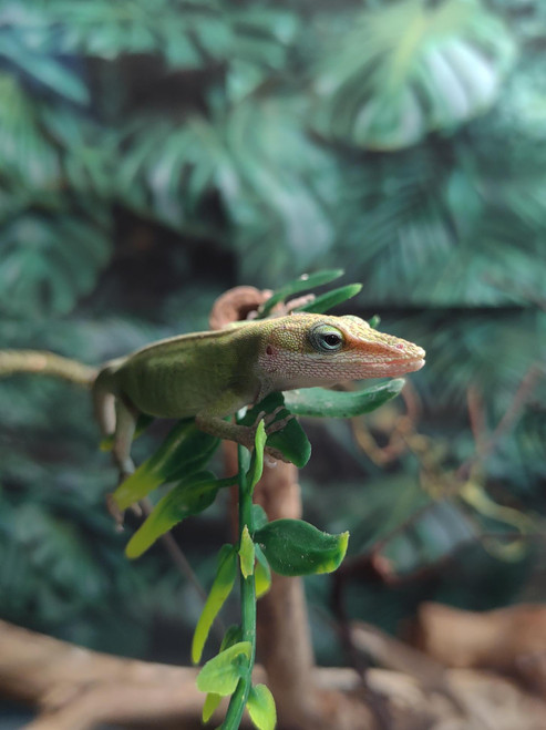 Frozen sales feeder lizards