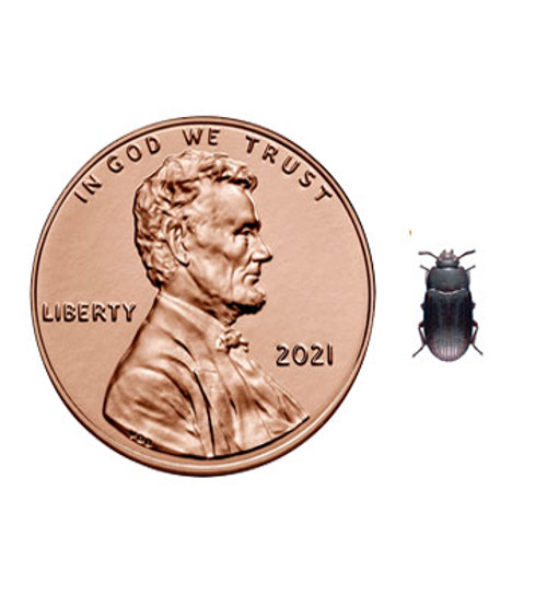 Buffalo beetles are very tiny!