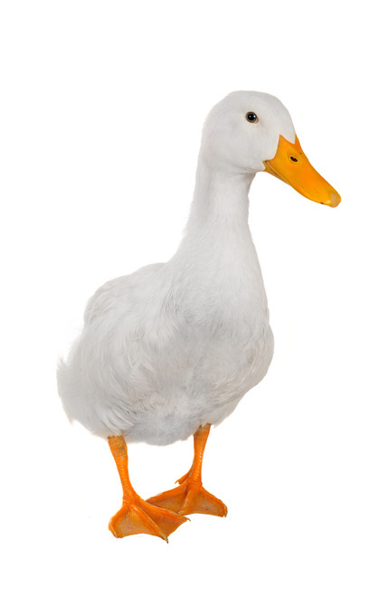 American Pekin Duck