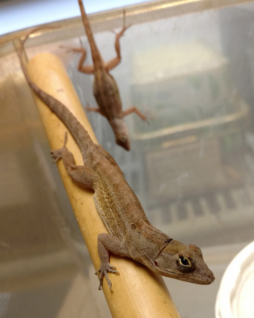 feeder anoles