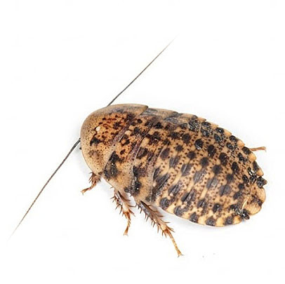 Large Discoid roach at a little over 1/2" long