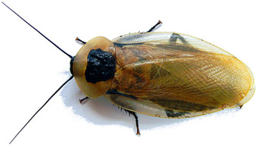 Adult Discoid Roach (for reference only)
YOU WILL NOT BE SHIPPED ADULTS