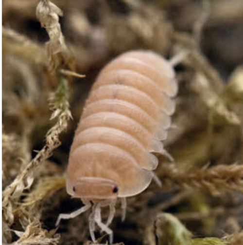 We love these pale pink isopods