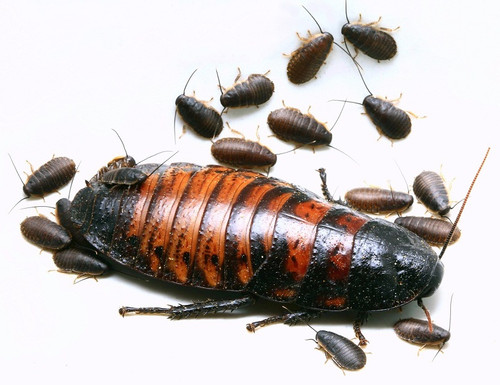 Adult female Madagascar roach with babies