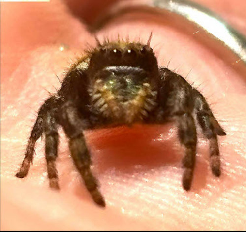 Cute female baby, actual photo of one of the females for sale Cute female baby, actual photo of one of the females for sale