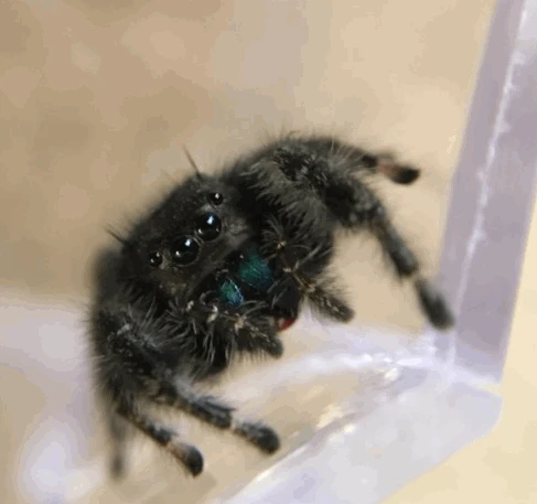 Cute baby Bold Jumping Spider
