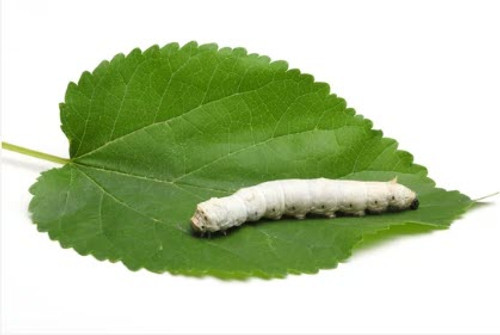 Silkworms eat the leaves of the White Mulberry tree, or food made from its leaves. Silkworms eat the leaves of the White Mulberry tree, or food made from its leaves.