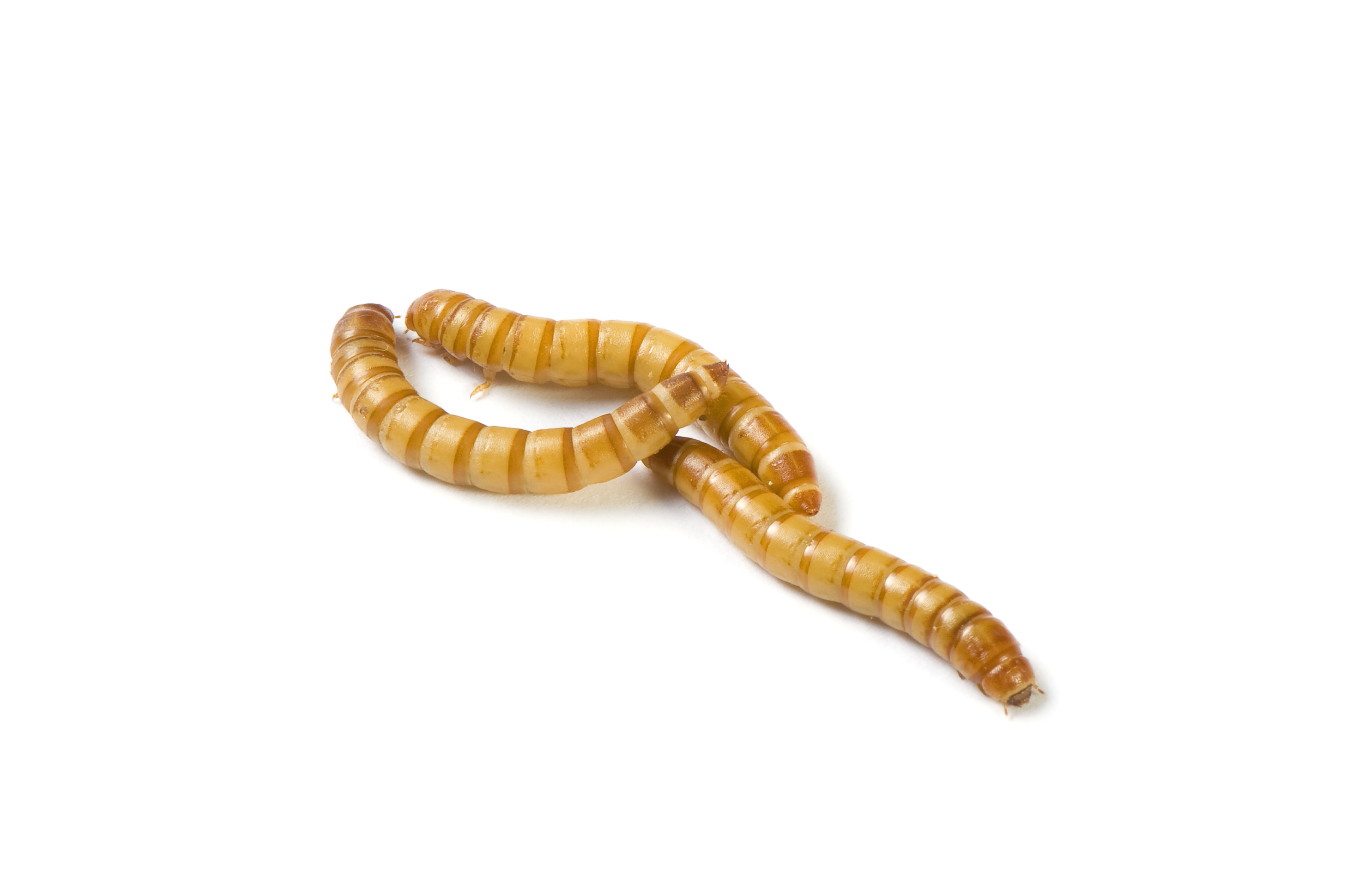 Worm Bags - Rainbow Mealworms