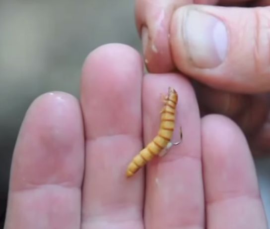 Drifting Giant Mealworms for Fishing